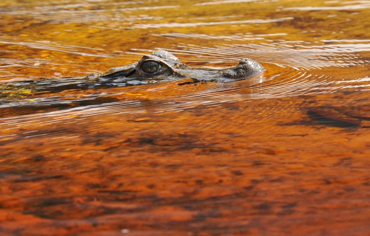 alligator in the tour of Amazon Expeditions in Amazônia